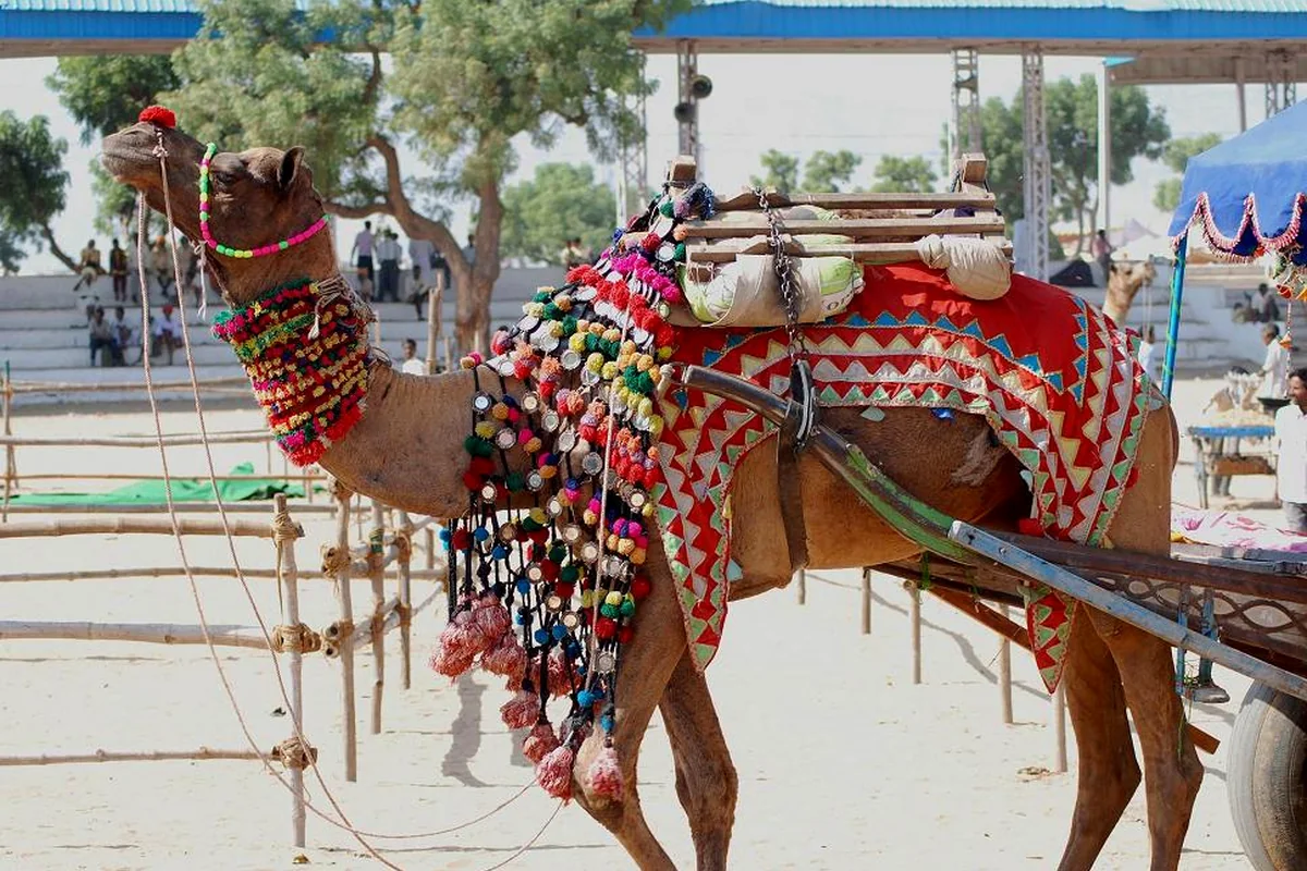 Pushkar Camel Fair — Gallery 1