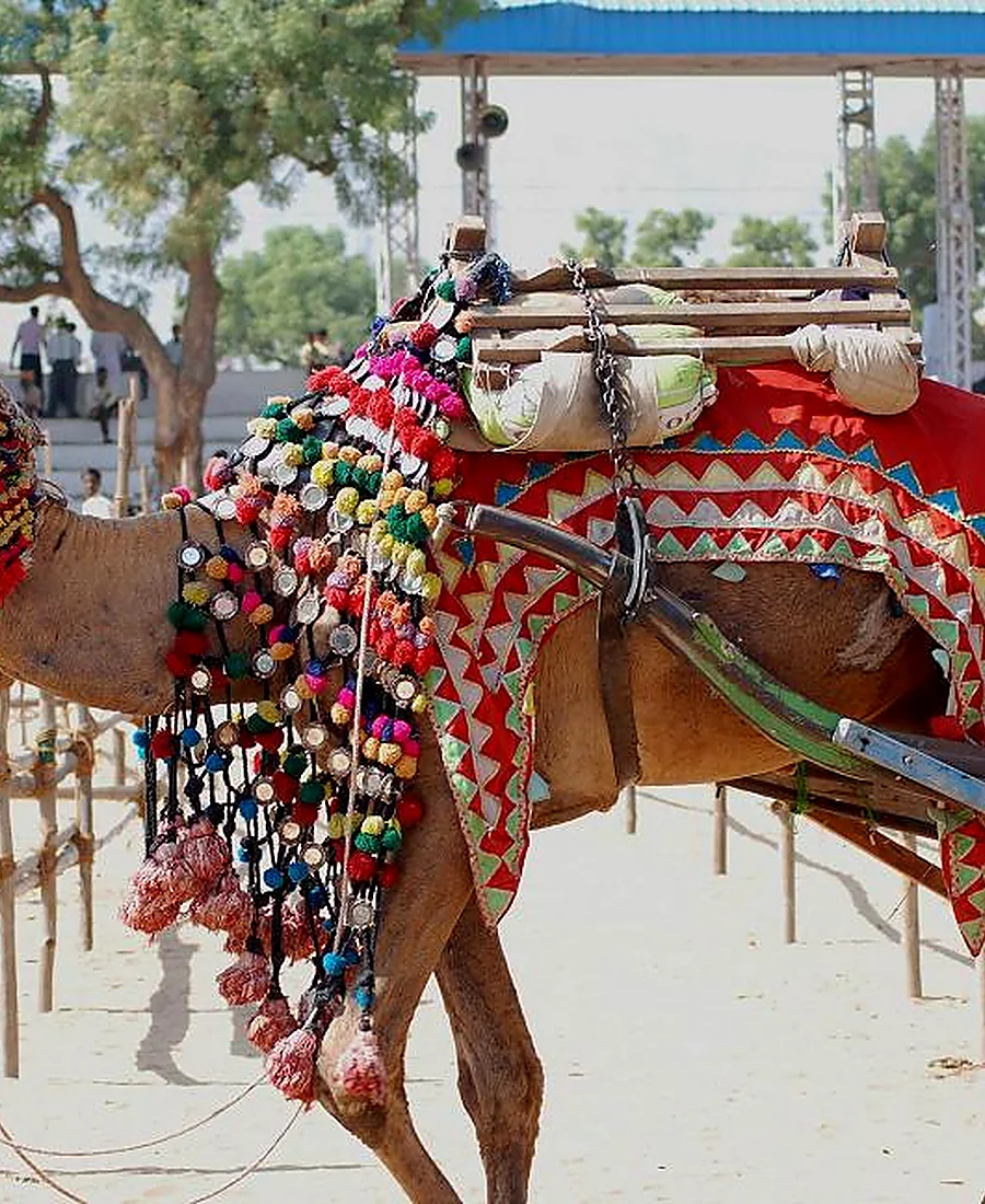Pushkar Camel Fair — Gallery 2