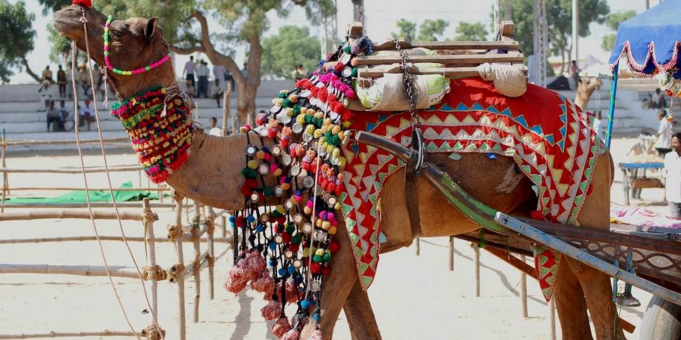 Pushkar Camel Fair — Gallery 3
