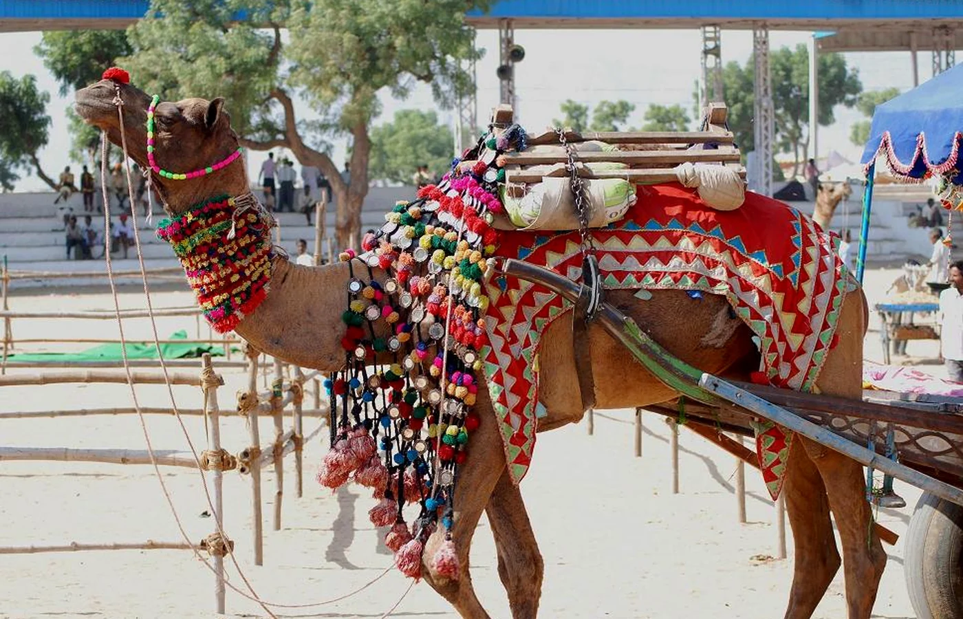Pushkar Camel Fair